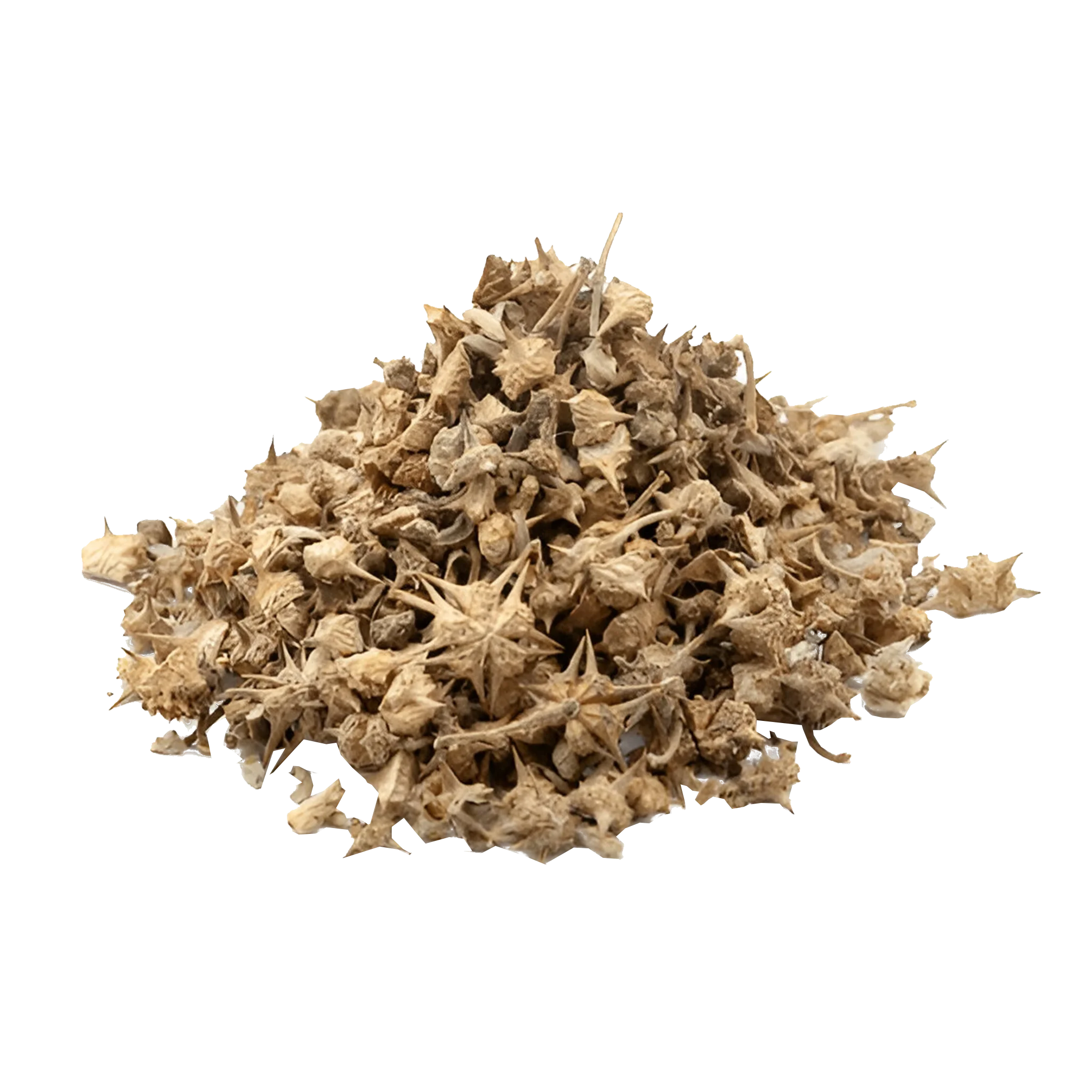 Pedalium Murex
